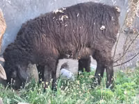 Қошқар, Arashan sheep — 3-сурет