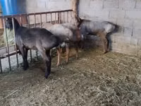 Widder, Rhon sheep — Foto 2