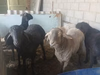 Carnero, Hissar sheep — foto 3
