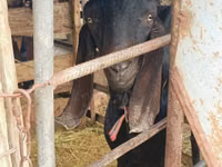 Ziegenbock, Kamori goats — Foto 3