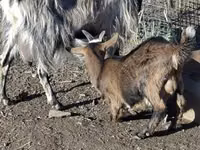 Cabro, Cabras — foto 3