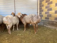 公羊, Rhon sheep — 照片 2