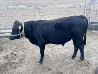 Buqa, Aberdin – Angus — 5-rasm
