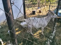 Cabra, Cabras — foto 3