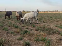 Ziege, Ziegen — Foto 2