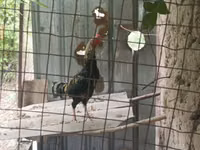 Chickens — Foto 3