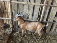 Ziegenbock, Nubian Goat — Foto 1