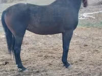 Mare, Horses — photo 2