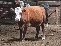 Vaca, Hereford — foto 2