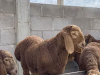 Carnero, Arashan sheep — foto 5