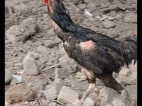 Chickens — Foto 1
