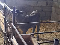 Kuh, Swiss cattle — Foto 2