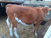 गाय, Simmental cattle — फ़ोटो 3