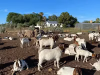ماعز (دفعة، الجنس غير محدد), Boer goat — الصورة 1