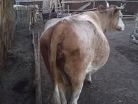 गाय, Simmental cattle — फ़ोटो 2