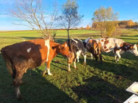 Sigir, Russian Black pied cattle — 6-rasm