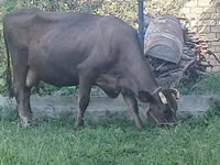 بقرة, Swiss cattle — الصورة 1