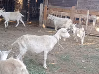 Ешкі, Dutch Landrace goats — 7-сурет