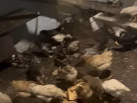 Chickens — 照片 2