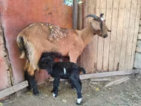 عنزة, Alpine goat — الصورة 1