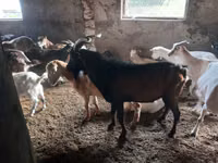 公山羊, Goats — 照片 1