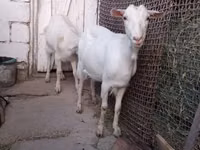 Cabra, Saanen goat — foto 4