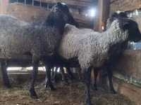 Widder, Romanov sheep — Foto 5