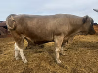 Бұқа, Simmental cattle — 3-сурет