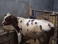 牛只（批次，未指定性别）, Cattle — 照片 1