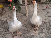 Geese — photo 3