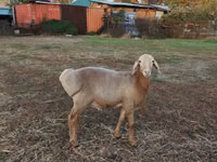 كبش, Arashan sheep — الصورة 3