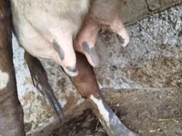 母牛, Cattle — 照片 3