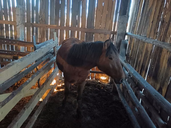 Stute, Yakutian horse