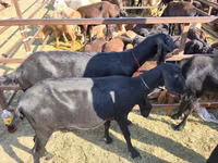 Taka, Beetal goats — 3-rasm