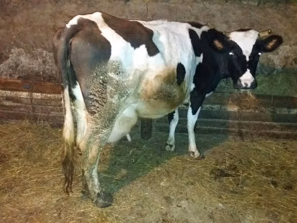 गाय, Russian Black pied cattle — कज़ाखस्तान