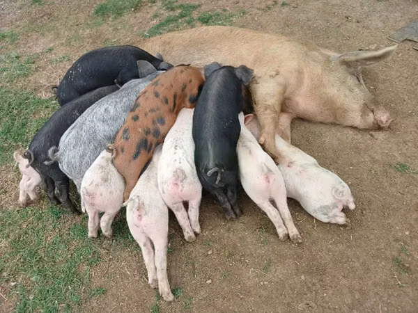 Schweine (Partie, Geschlecht nicht angegeben), Schweine