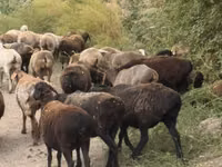 نعجة, Hissar sheep — الصورة 5