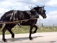 فرس, Percheron — الصورة 7
