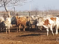 Cattle (batch, sex not specified), Simmental cattle — photo 4