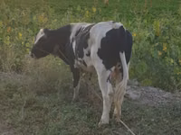 公牛, Holstein breed — 照片 3