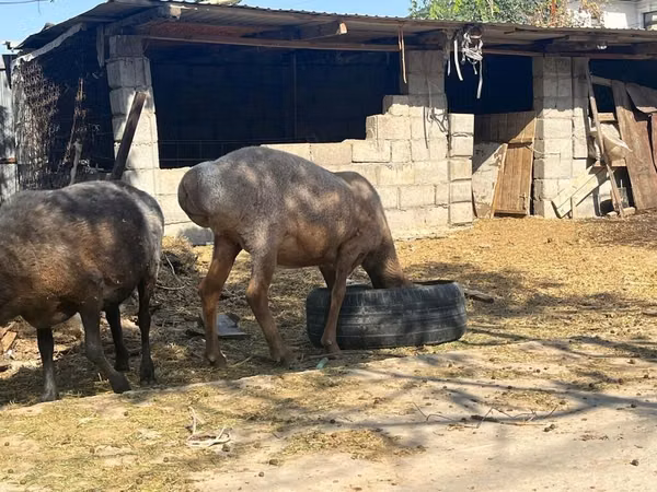 Oveja, Arashan sheep