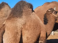 骆驼（批次，未指定性别）, Kazakh Bactrian camel — 照片 2