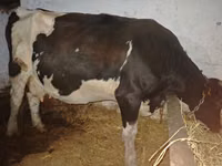 गाय, Russian Black pied cattle — फ़ोटो 2