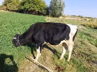 公牛, Russian Black pied cattle — 照片 4