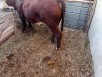 Toro, Ganado vacuno — foto 1