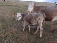 गाय, Simmental cattle — फ़ोटो 2