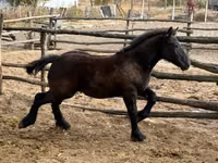 Mare, Horses — photo 2