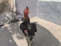 长门鸡 — 照片 2