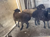 Widder, Rhon sheep — Foto 8