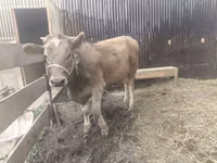 母牛, Swiss cattle — 照片 2